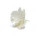Сахарные цветы Шиповник белый 6 шт