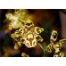 Набор силиконовых вайнеров Орхидея Камбрия